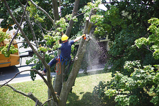 Trusted Gerber, CA Tree Removal Services Experts